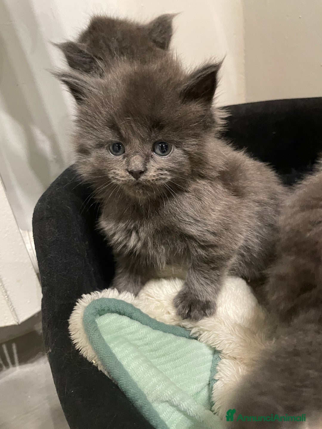 Maine Coon gatti in vendita: Mainecoon - Annuncio 1