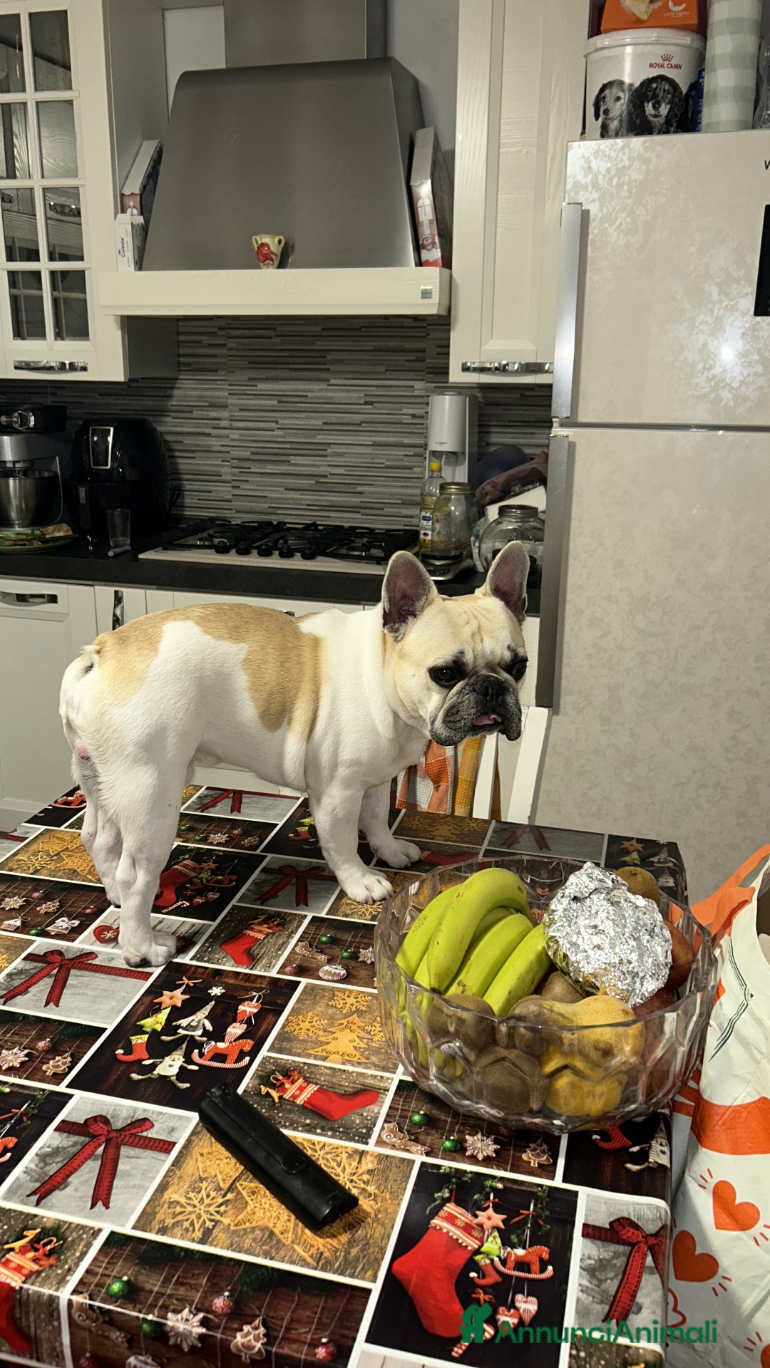 Bulldog Francese cani per accoppiamento: Accoppiamento  - Annuncio 2