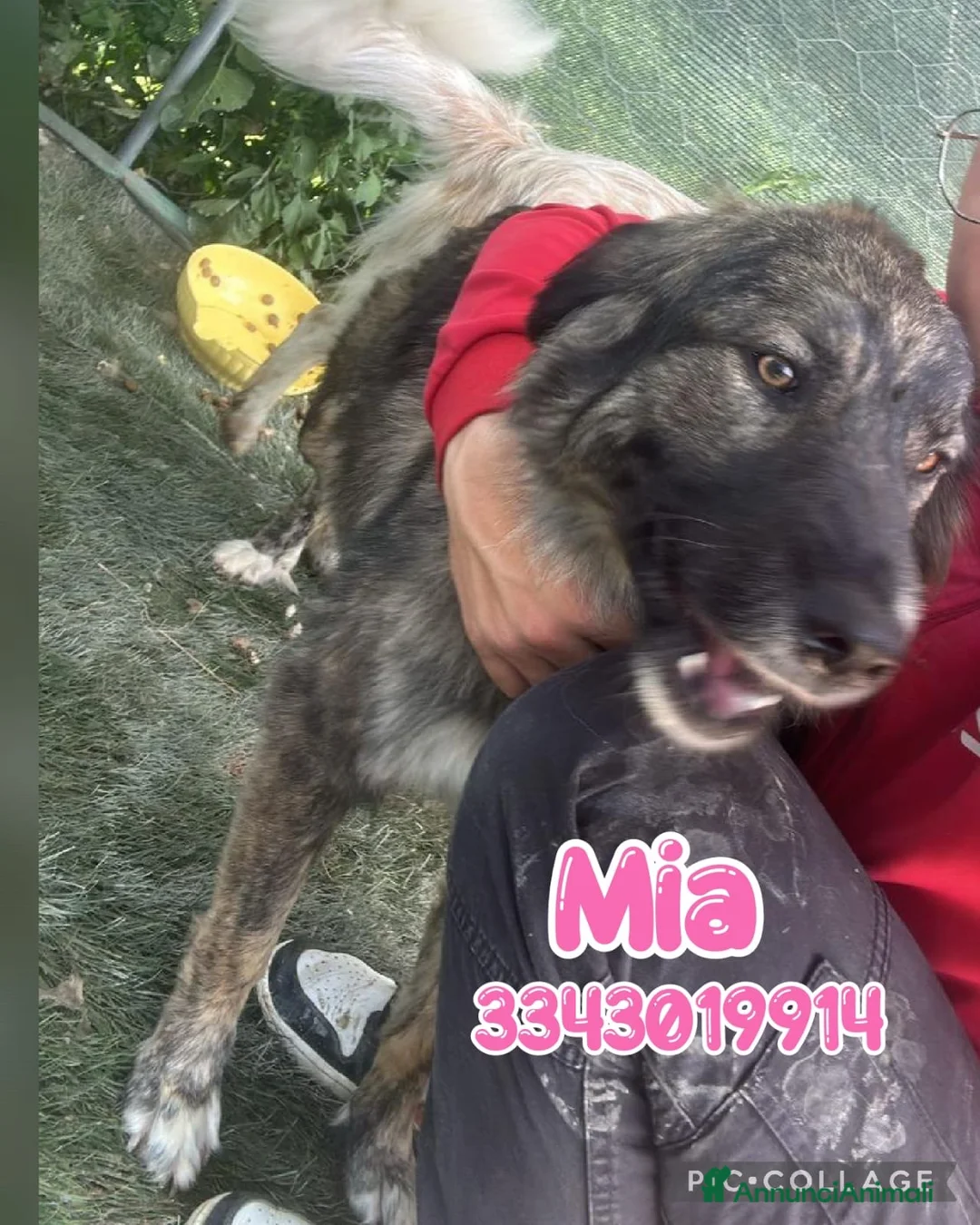 Meticcio cani in regalo: MIA 🩷 UNA FORZA DELLA NATURA CERCA CASA a Provincia di Pesaro e Urbino - Annuncio 2