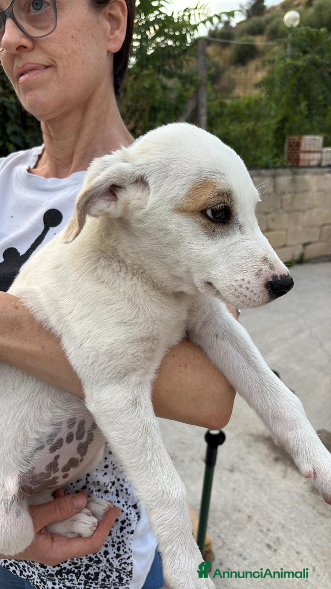 Labrador cani in regalo: Lady una dolcezza pura di 3 mesi a Città Metropolitana di Torino - Immagine 3