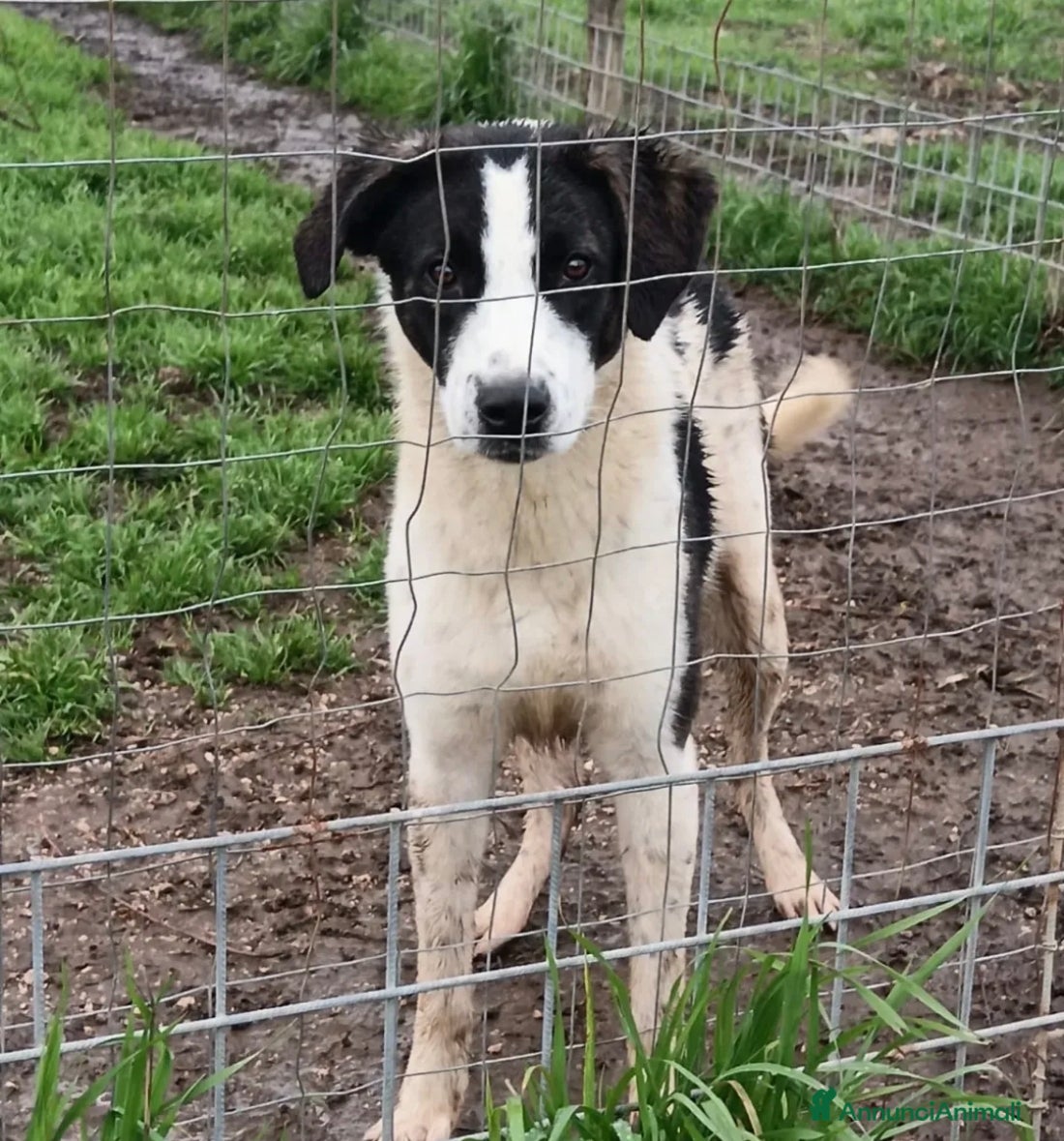 Meticcio cani Snoopy, taglia media! (1 anno)  - Annuncio 5