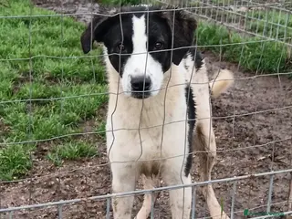 Meticcio cani Snoopy, taglia media! (1 anno) - Annuncio 5