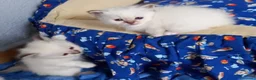 Sacro di Birmania gatti in vendita: Gattini Sacro di Birmania  a Città Metropolitana di Bari - Annuncio 6