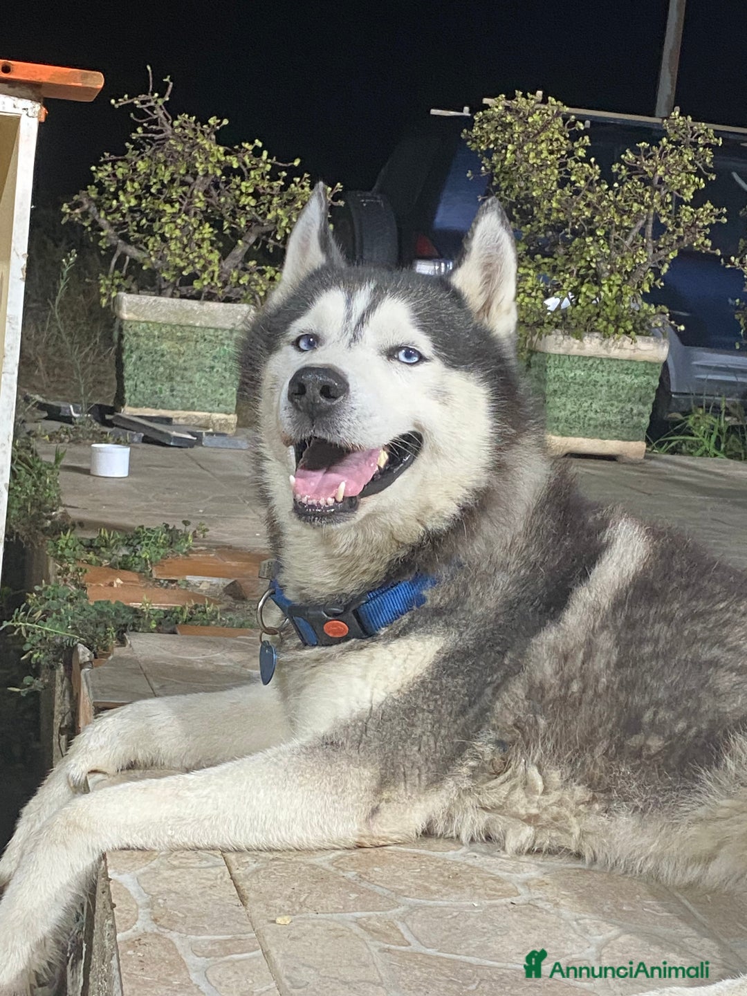 Husky cani per accoppiamento: Tyson cerca compagna  - Annuncio 8