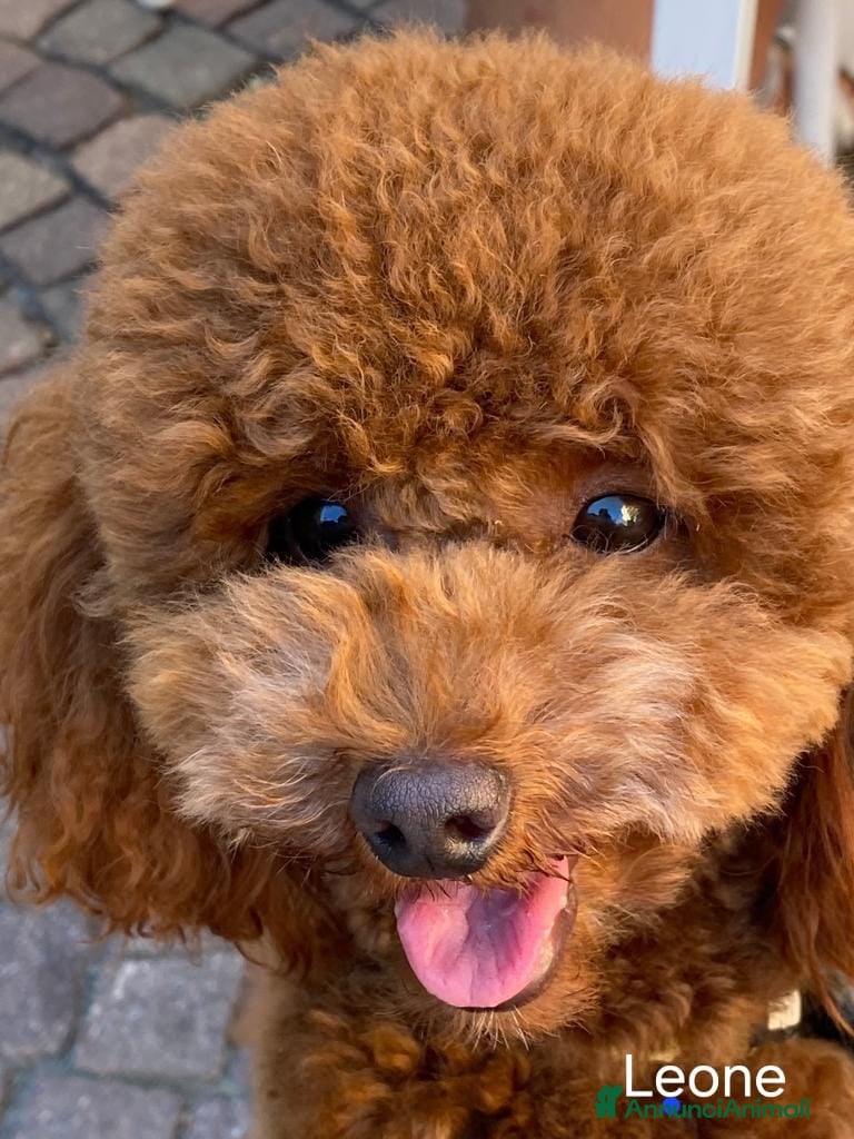 Barboncino Toy cani Barboncino Nano cerca fidanzata  - Annuncio 2