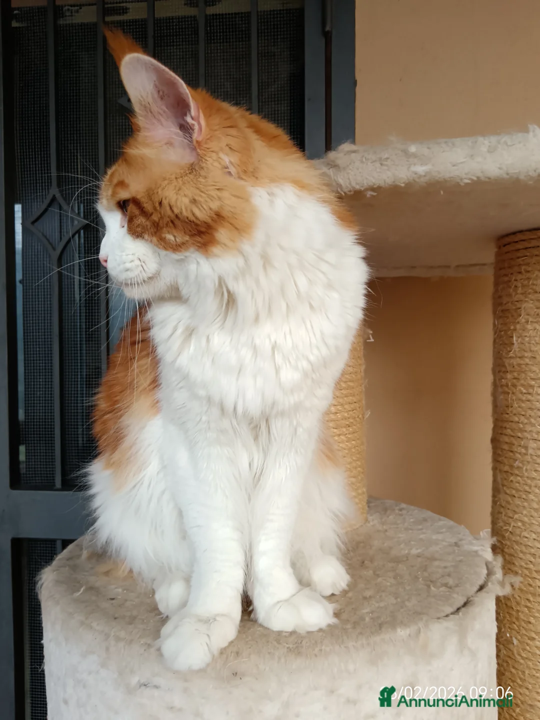Maine Coon gatti per accoppiamento: Maine coon maschio per monta - Annuncio 2