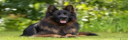 Pastore Tedesco cani in vendita: Pastore tedesco pelo lungo grigio. vera chicca. - Annuncio 4