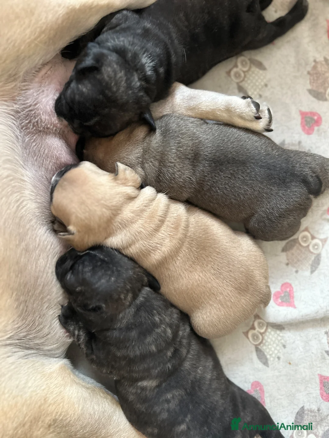 Bulldog Francese cani in vendita: Cuccioli bulldog francese  - Annuncio 2