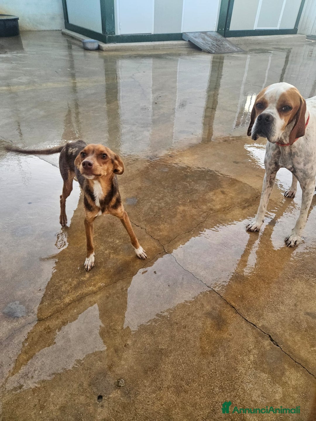 Meticcio cani in regalo: Lupo: cucciolotto taglia piccola socievole  a Città Metropolitana di Genova - Annuncio 12