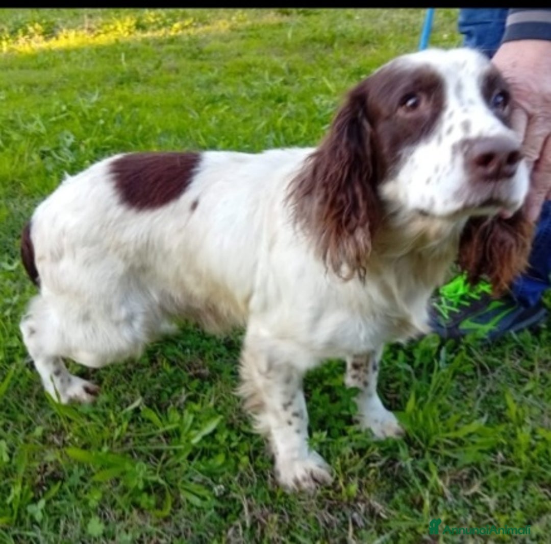 Springer Spaniel Inglese cani in regalo: Springer Spaniel 5anni FINITO IN CANILE.PADOVA - Annuncio 5