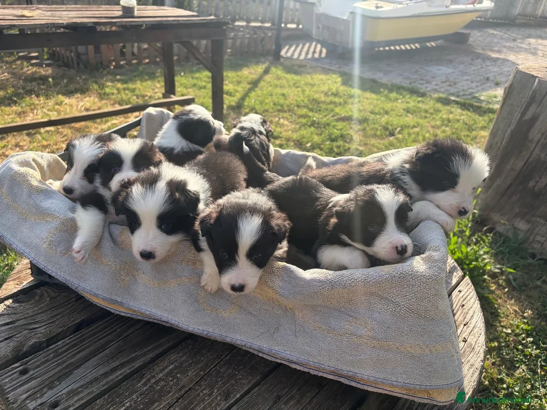 Border Collie cani in vendita: Cuccioli di Border collie - Annuncio 1