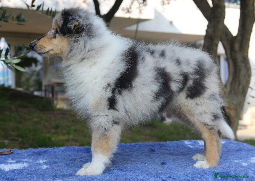 Collie cani in vendita: Cucciolo di pastore scozzese a pelo lungo  - Annuncio 3
