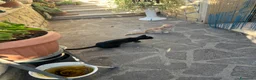 Altre razze gatti in regalo: gattina di 3 mesi rossa cerca casa a Città metropolitana di Roma Capitale - Annuncio 5