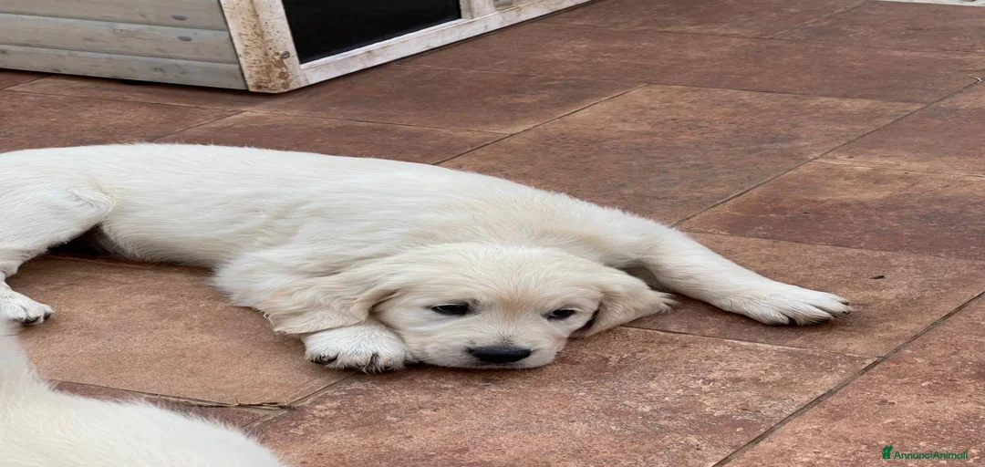 Immagine della galleria {{count}}