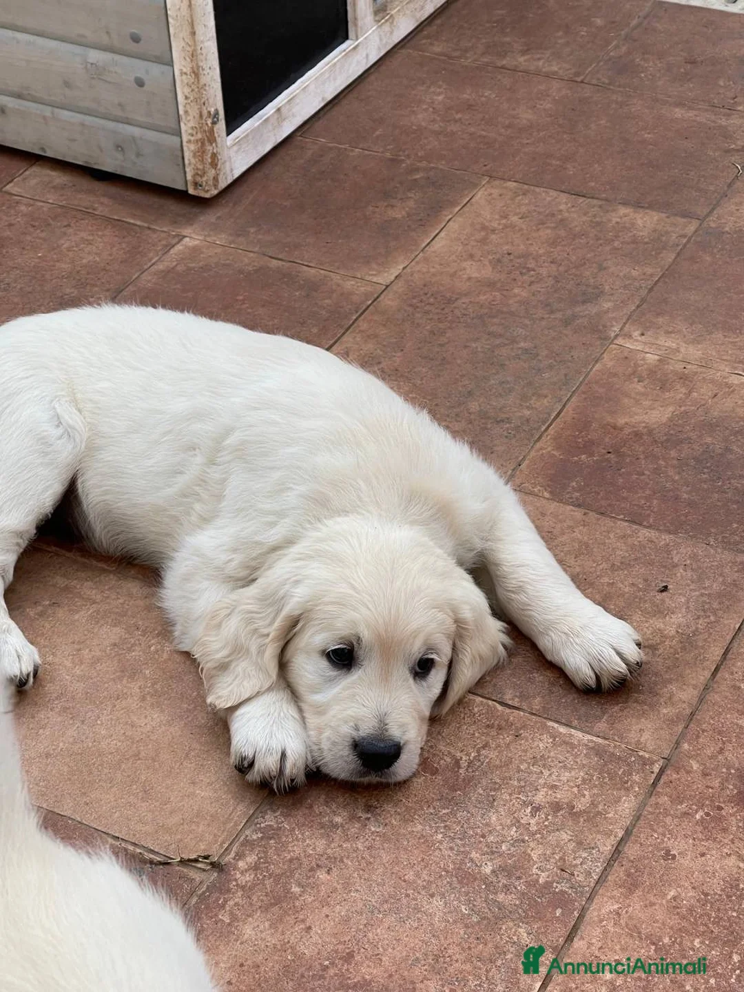 Immagine della galleria {{count}}