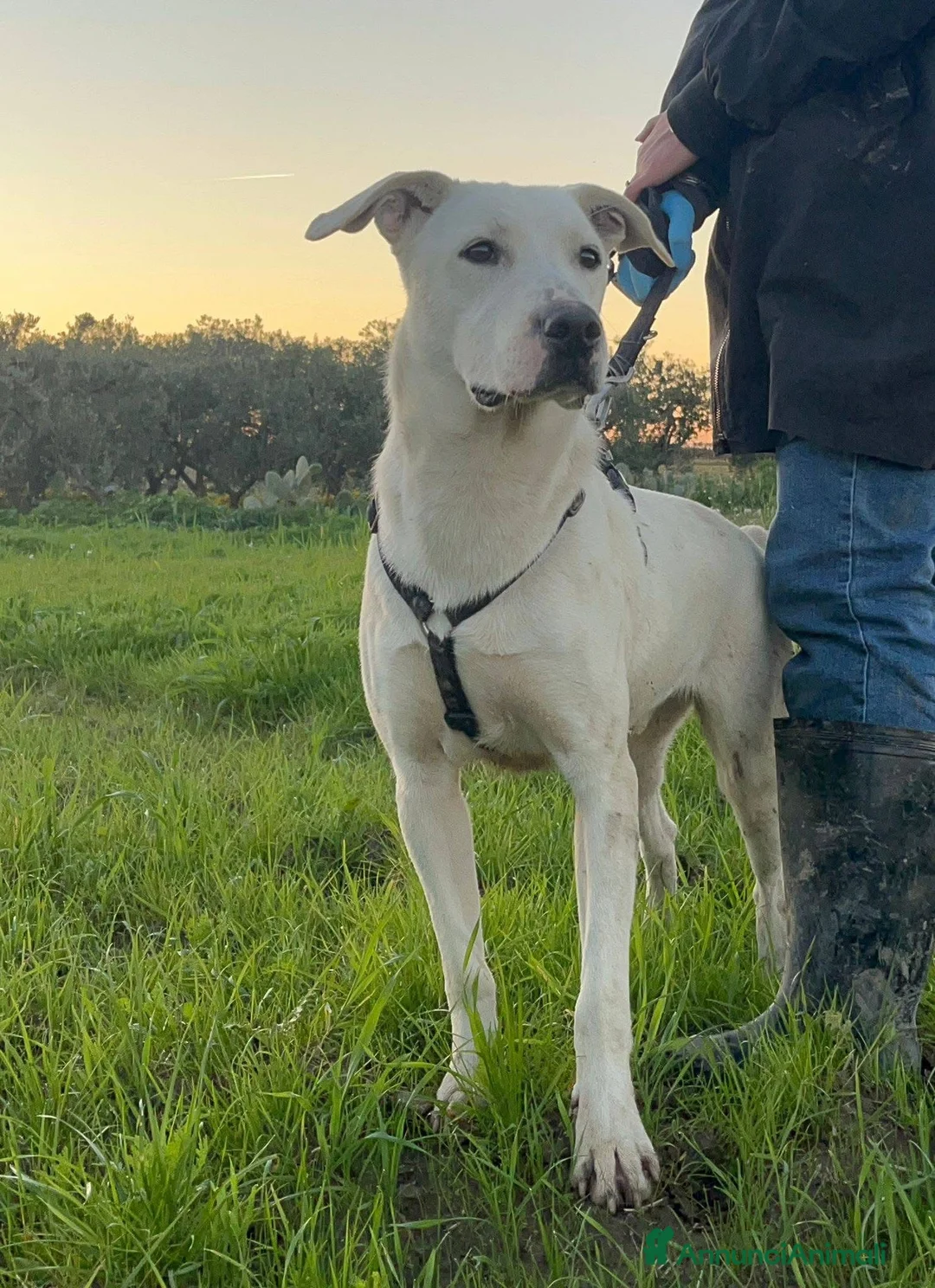 Dogo Argentino cani in regalo: Enea. - Annuncio 5