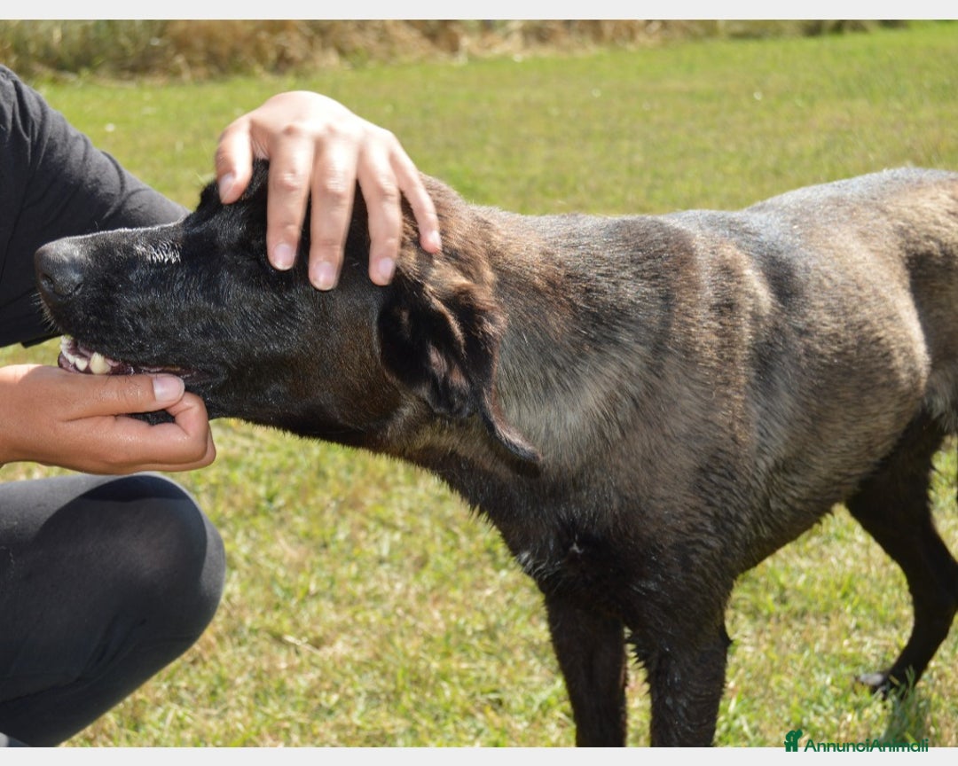 Meticcio cani in regalo: Alma dolcissima simil labrador nera Cane Femmina a Latina - Annuncio 4