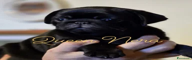 Queen Nera