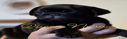 Carlino cani in vendita: Cuccioli di carlino con pedigree (1800€ - 2500€) - Annuncio 5