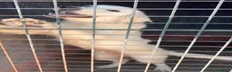 Meticcio cani in regalo: Menta dolcissima cucciolona in canile si dispera - Annuncio 3