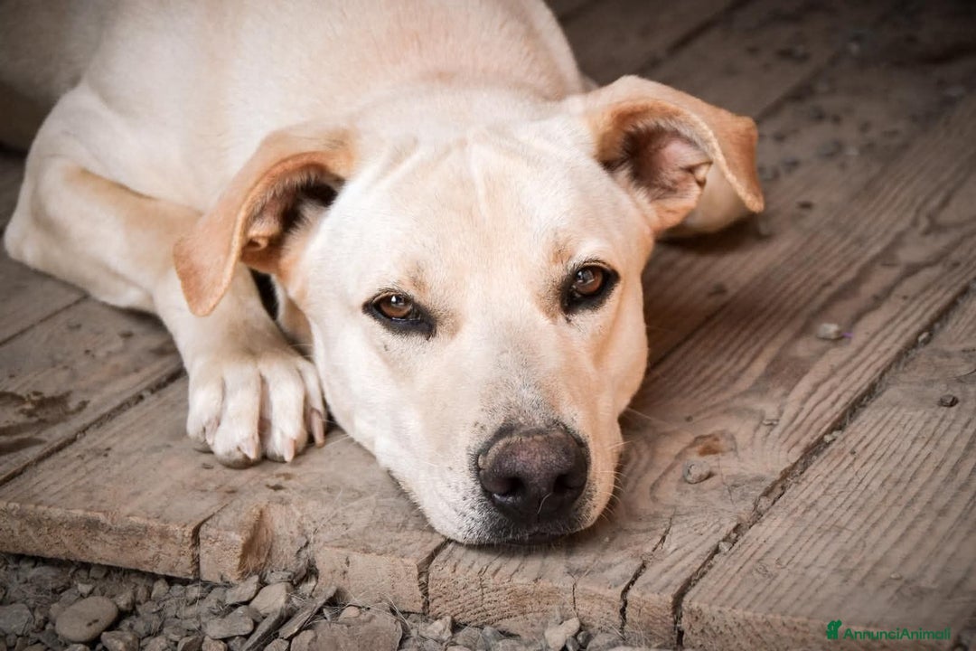 Meticcio cani in regalo: BRICIOLA - Annuncio 1