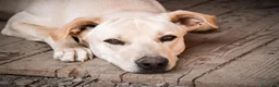 Meticcio cani in regalo: BRICIOLA - Annuncio 1