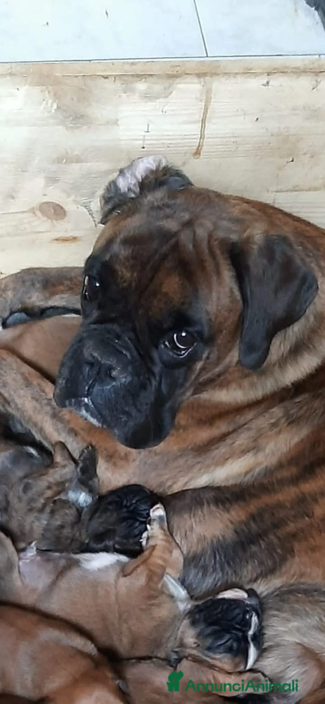 Immagine della galleria {{count}}