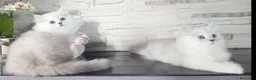 Persiano gatti in vendita: Cuccioli gatto persiano - Annuncio 7