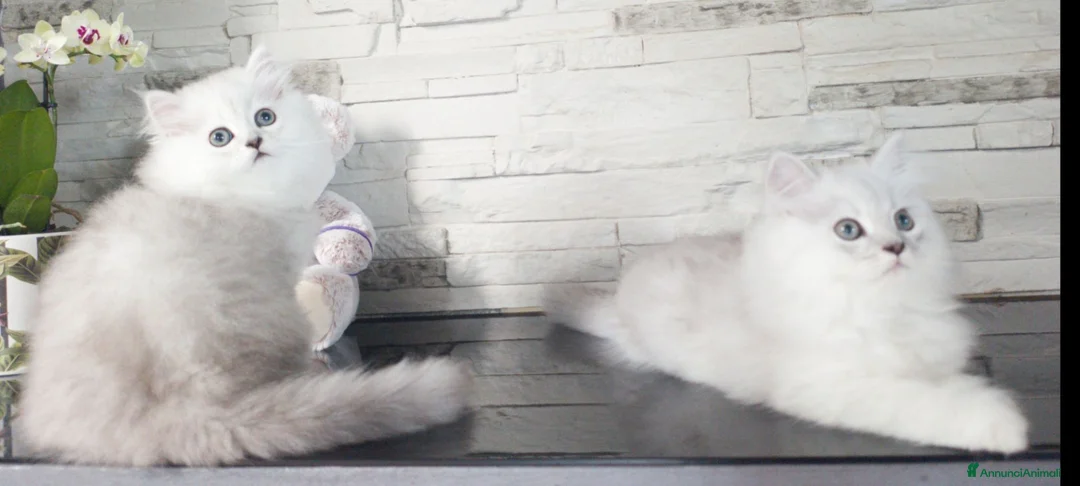 Persiano gatti in vendita: Cuccioli gatto persiano - Annuncio 7