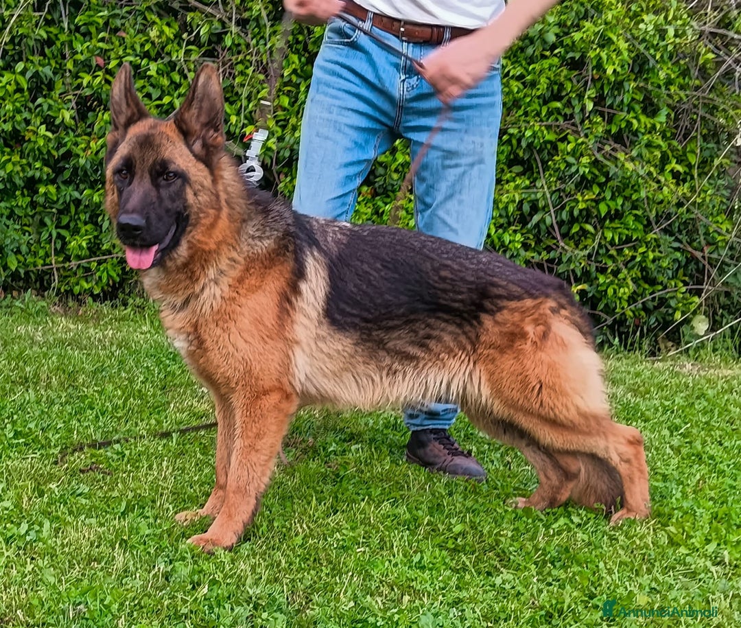 Pastore Tedesco cani in vendita: Femmina di Pastore Tedesco a Città metropolitana di Roma Capitale - Immagine 6