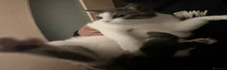 Europeo gatti in regalo: “ YOGHI” GATTO IN REGALO VA D’ACCORDO CON GATTI a Provincia di Vercelli - Annuncio 4