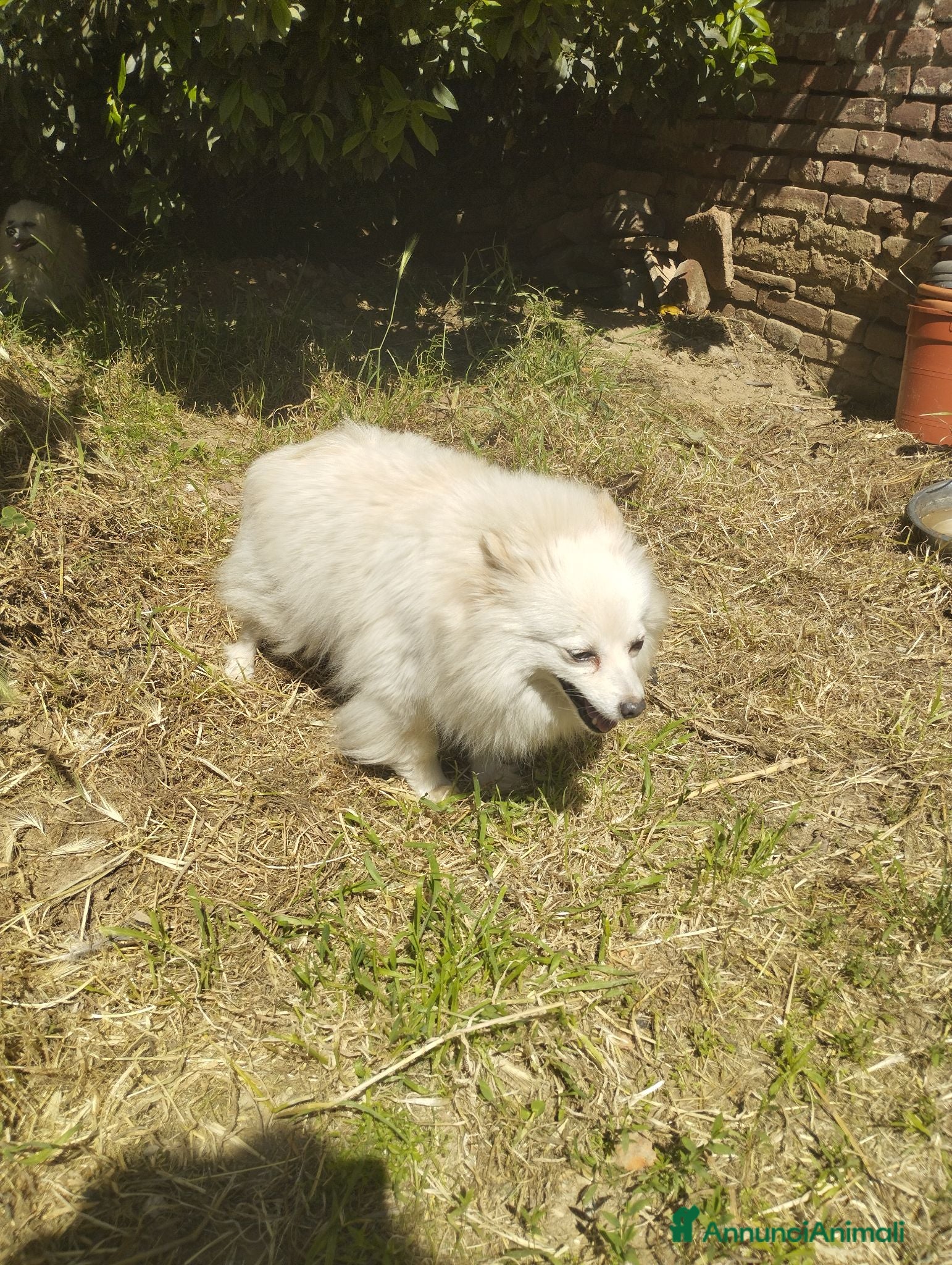 Volpino Italiano cani in regalo: ADOZIONE DEL CUORE  - Annuncio 1