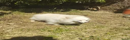 Volpino Italiano cani in regalo: ADOZIONE DEL CUORE  - Annuncio 1