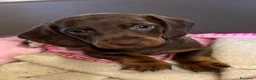 Bassotto cani in vendita: Bassotto maschio  - Annuncio 1