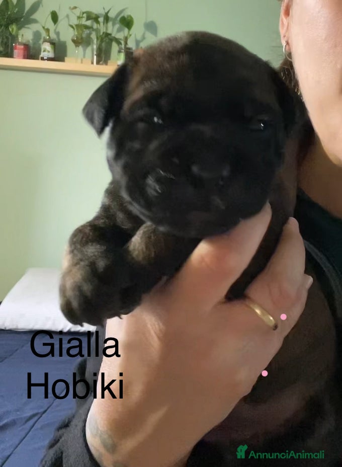 Bullmastiff cani Cuccioli Bullmadtiff - Annuncio 1
