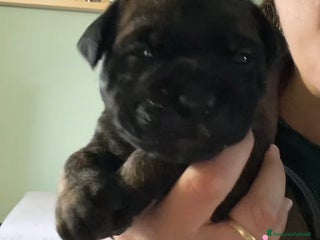 Bullmastiff cani in vendita: Cuccioli Bullmadtiff - Annuncio 2