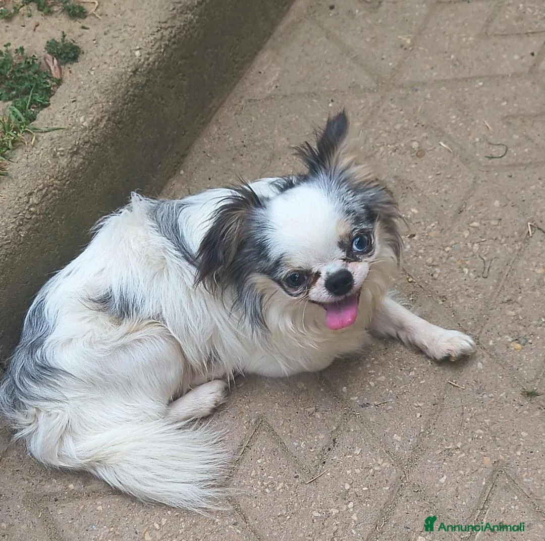 Chihuahua cani in vendita: Chihuahua maschio cucciolone  - Annuncio 3