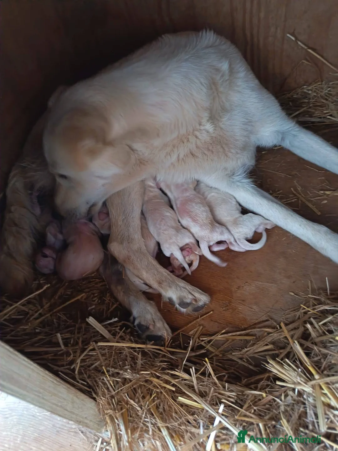 Labrador cani in regalo: Lucio dolce cucciolo incrocio labrador in adozione - Annuncio 2
