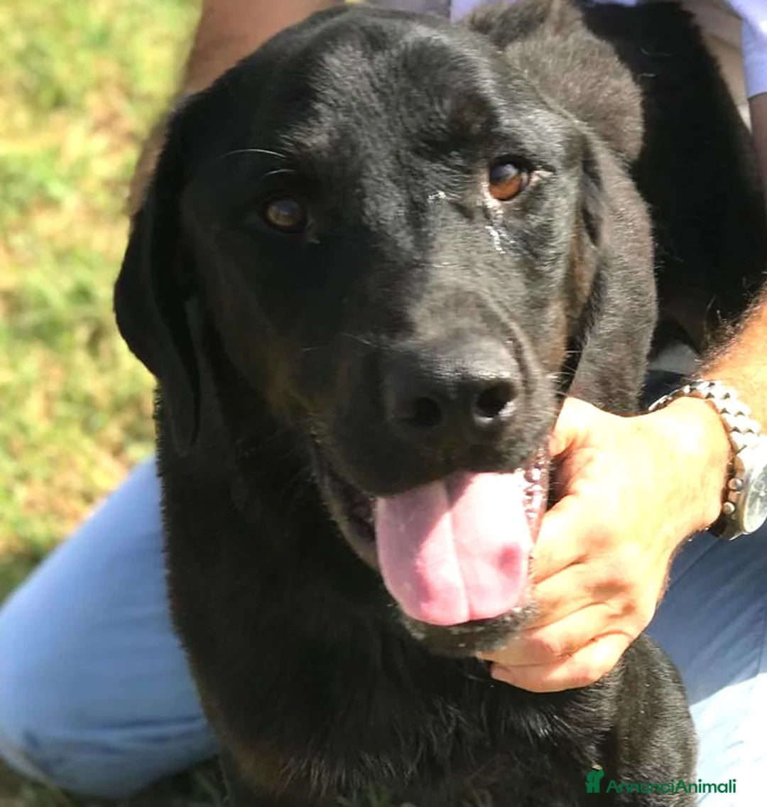 Mastino Napoletano cani in regalo: NOwhite, simil mastino a Provincia di Latina - Annuncio 8