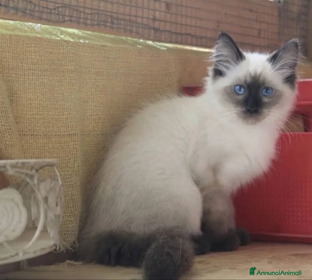 Ragdoll gatti in vendita: Ragdoll Seal Point Gelso - Annuncio 4