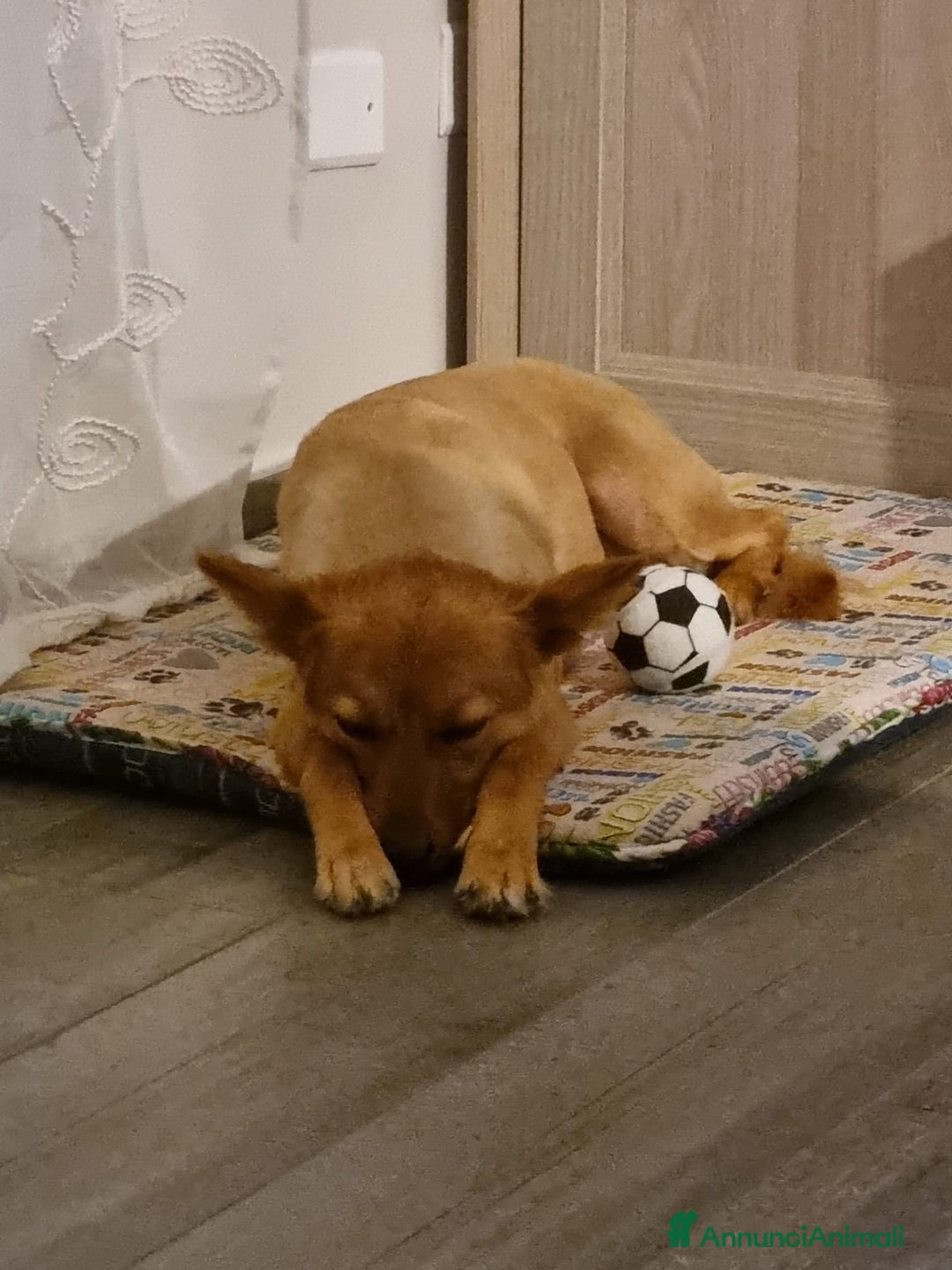 Volpino Italiano cani in regalo: Adozione per cagnolina senza razza - Annuncio 4