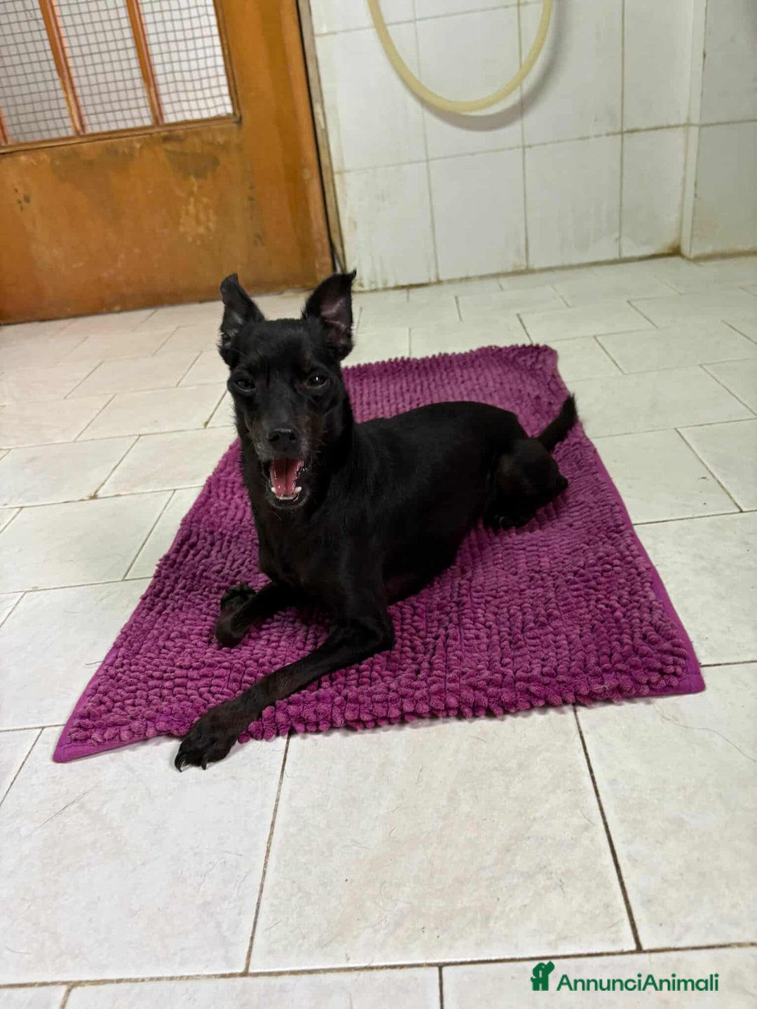 Meticcio cani in regalo: FURIA, scricciolo sfortunato ha bisogno di voi! - Annuncio 4