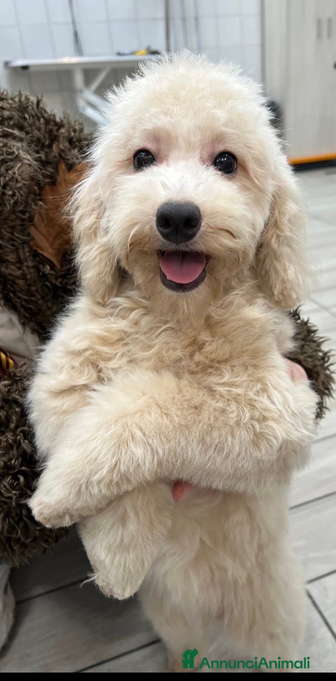 Barboncino cani in vendita: Bellissimi cuccioli di barboncino cercano casa - Annuncio 6