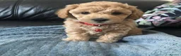 Maltipoo cani in vendita: Bellissima Toy Maltipoo F1  - Annuncio 6