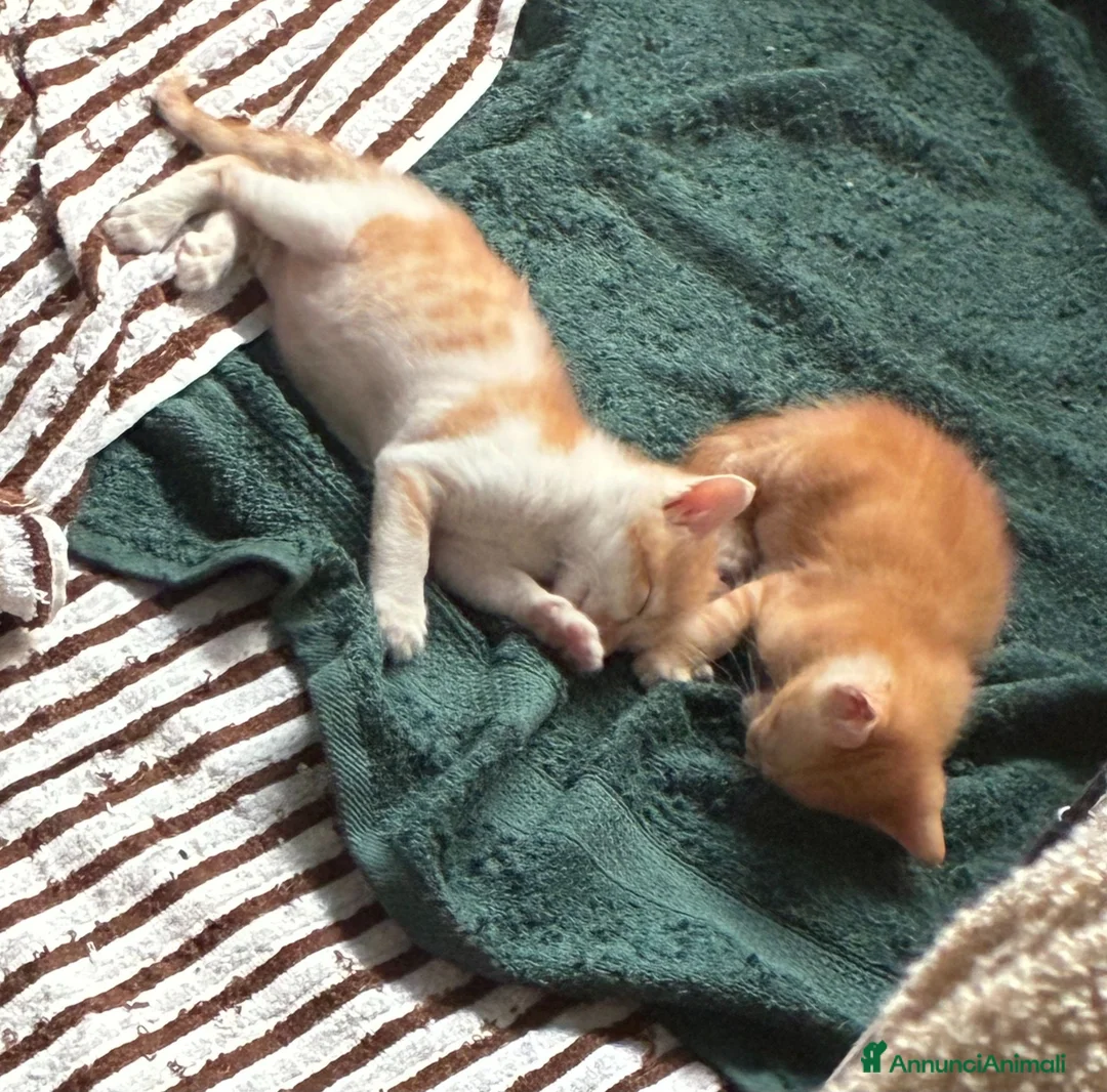 Meticcio gatti in regalo: Regaliamo due gattini - Annuncio 1