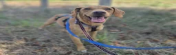 Meticcio cani in regalo: Flocky: 2 anni, taglia contenuta, socievole  - Annuncio 5