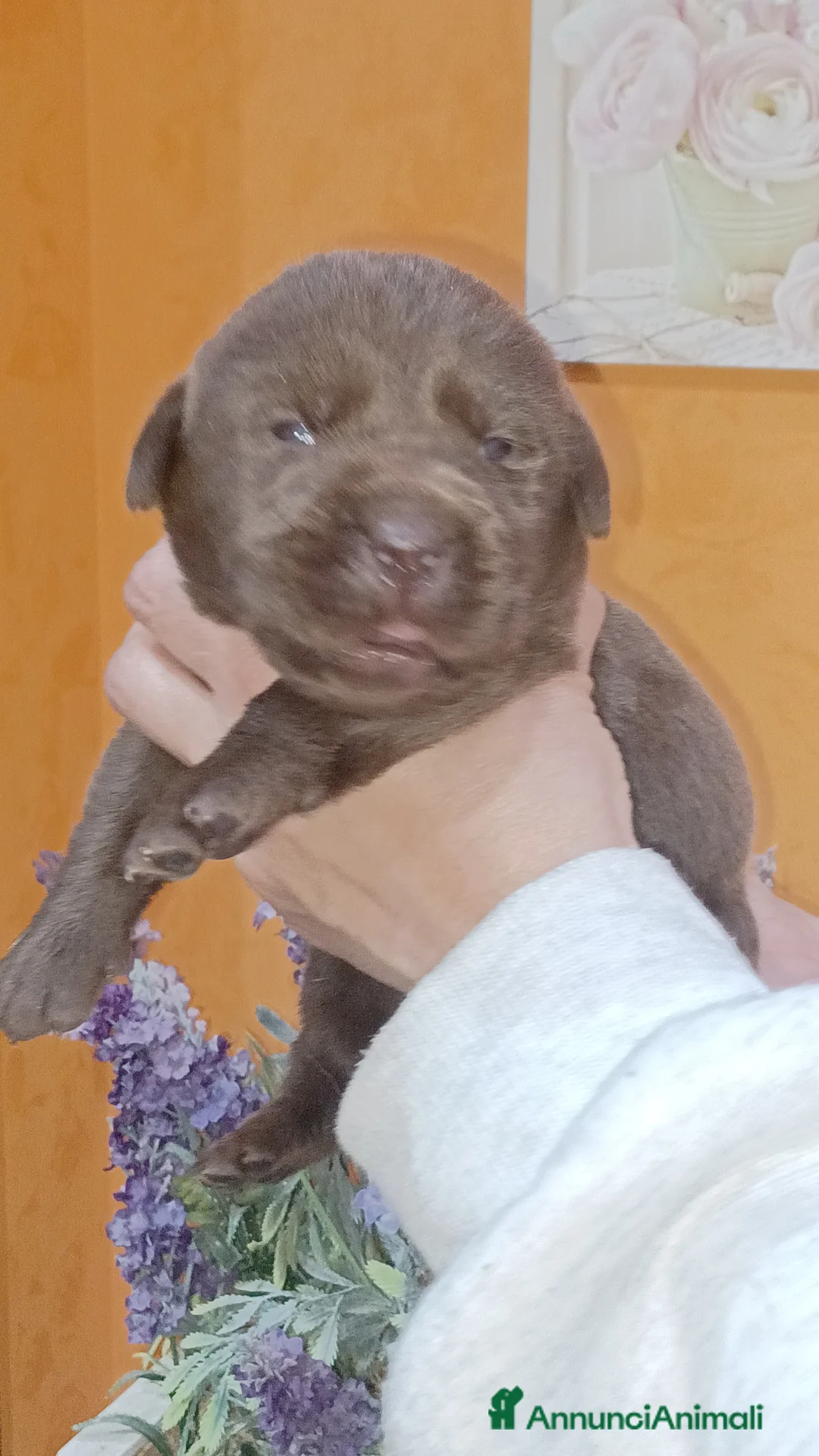 Labrador cani in vendita: Labrador cioccolato con pedigree  a Città Metropolitana di Napoli - Annuncio 4
