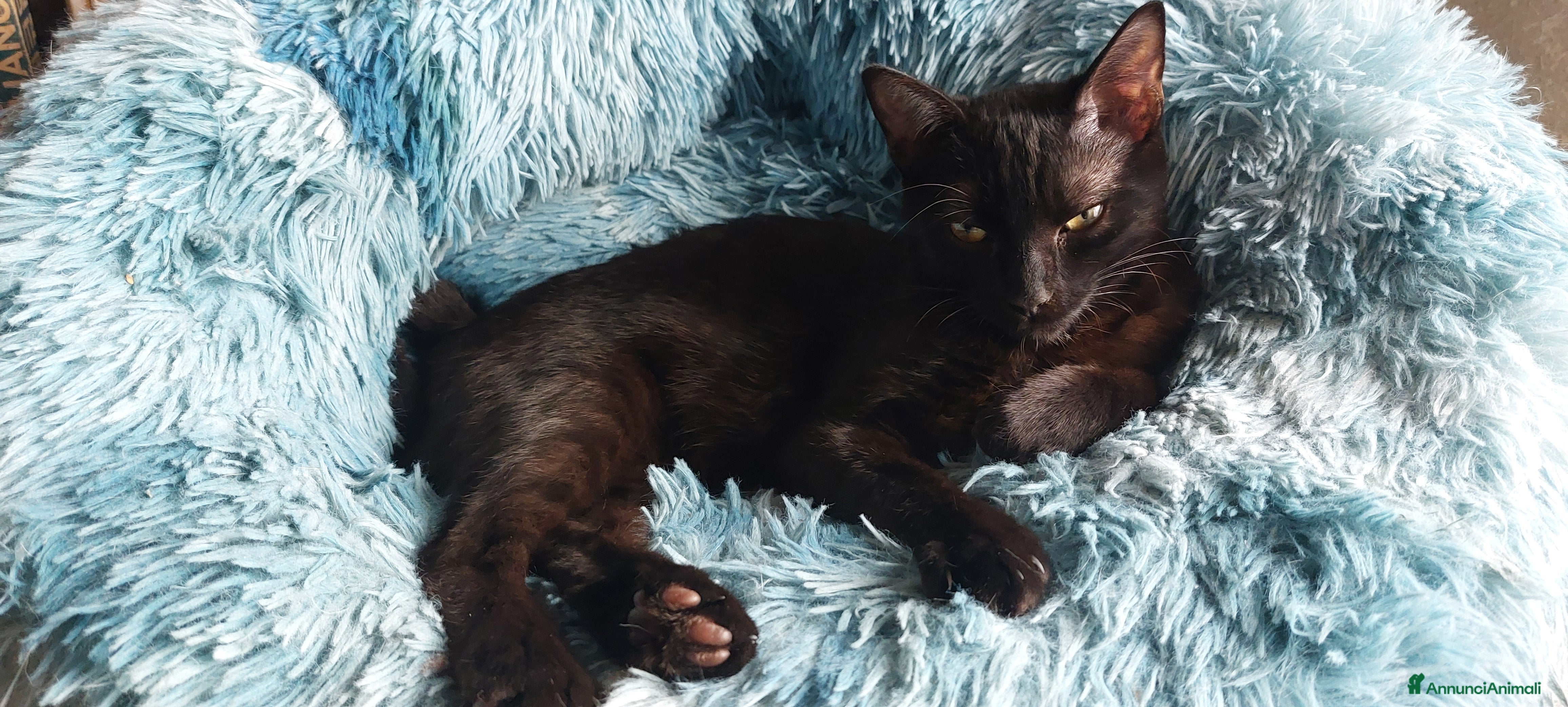 Europeo gatti Peter, cucciolo panterino - Annuncio 2