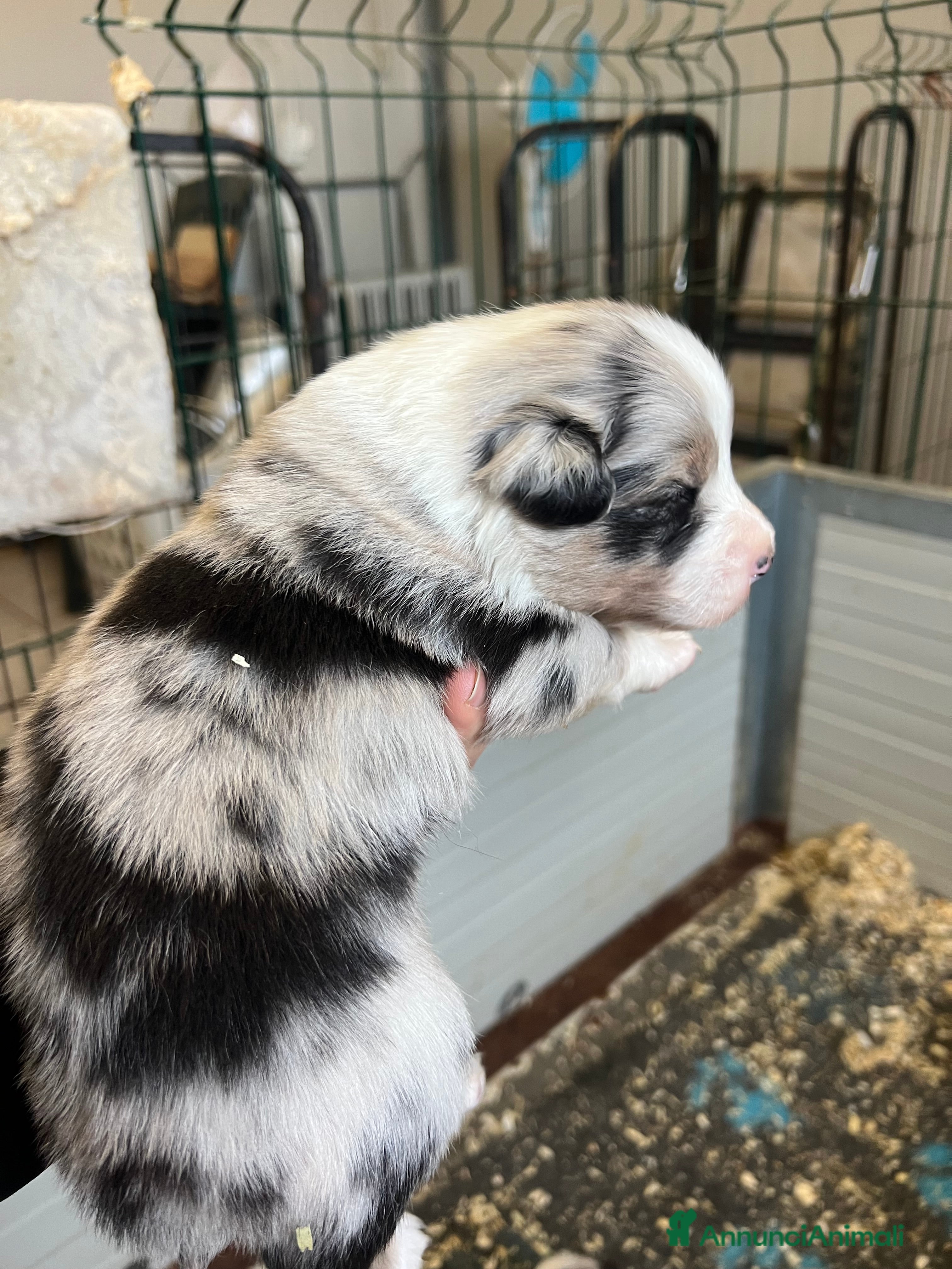 Australian Shepherd cani Pastore australiano allevamento ENCI  - Annuncio 1