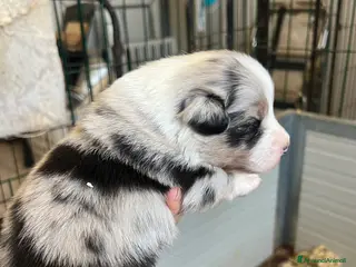 Australian Shepherd cani Pastore australiano allevamento ENCI - Annuncio 1